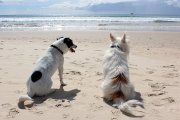 Dos perros disfrutan de un día de playa descansando en la arena