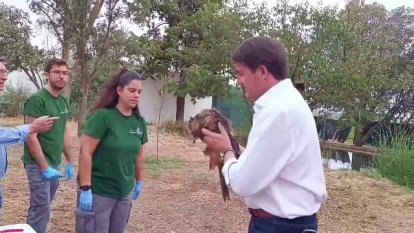 El consejero Suárez Quiñones suelta un milano en el centro de recuperación de aves de Valladolid.