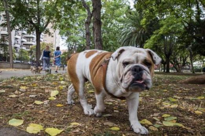 Una imagen de archivo de un perro en Valladolid sin correa. X: POLICÍA LOCAL