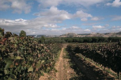 Imagen de archivo del viñedo de la DO Ribera               de Duero ubicado en el municipio de Peñafiel.-EL MUNDO