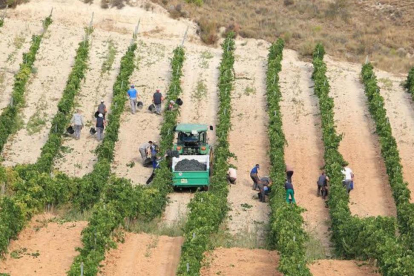 Un grupo de temporeros recoge uva en viñedos de la Ribera del Duero.-L.V.