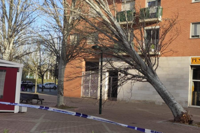 Ramas caídas en calles y plazas de Valladolid