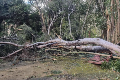 La caída de un árbol obliga a cerrar el parque de Campo Grande