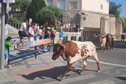 Uno de los animales llegando a la parte urbana del encierro de Ícar