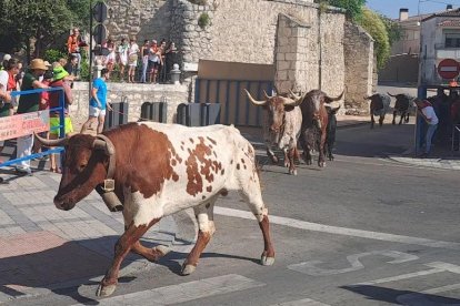 Encierro campero de Íscar