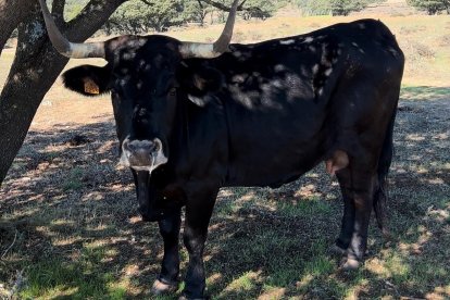 Una de las vacas de José María Manchado que ha pasado la EHE
