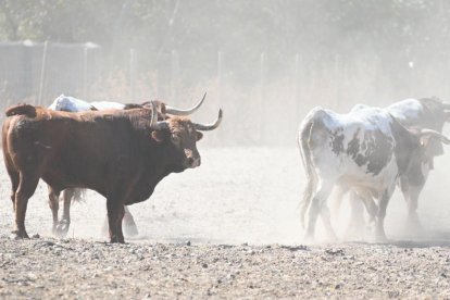 'Portillo' en la finca de Zapardiel con los cabestros tras acabar el encierro