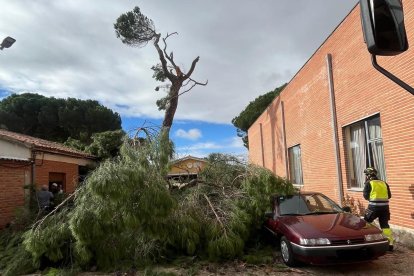 Árbol caído en El Carpio.