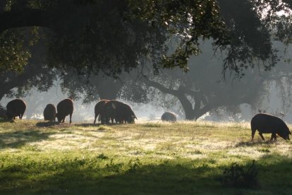 Imagen de la dehesa de Monte Nevado.