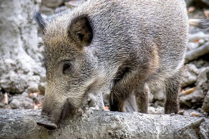 Un jabalí busca alimento en una zona boscosa. PQS / CCO