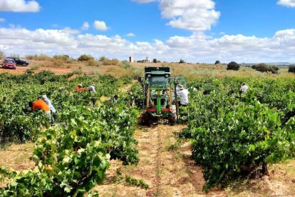 Imagen de un viñedo de la Ribera del Duero en Aranda de Duero. E. M.