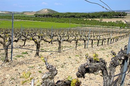 Imagen de un viñedo de la Ribera del Duero en Peñafiel