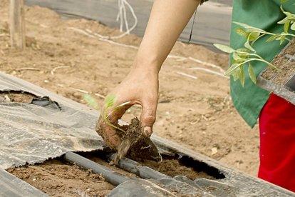 Un operario siembra un plantón en el invernadero de una explotación agrícola
