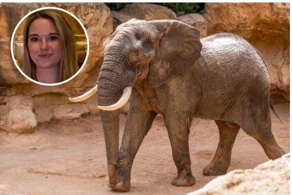 Un elefante en una imagen de archivo y en miniatura la vallisoletana Blanca Ojanguren