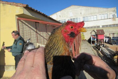 Recuperación por el SEPRONA de los gallos robados en Valladolid