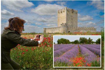 María Ángeles Tiedra Fernández fotografía las amapolas junto al castillo. A la derecha, un campo de lavanda que florecerá en verano.