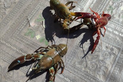 Dos cangrejos señal y uno rojo o de las marismas.