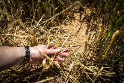 Finca de cereal en la provincia de Soria arrasada por las tormentas de los últimos días