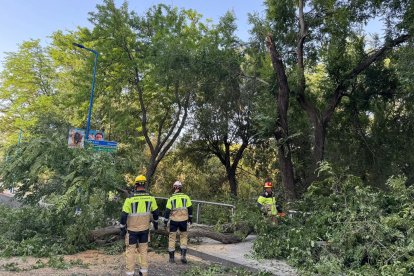 La rotura de una rama de grandes dimensiones ha obligado a cortar un carril en el paseo de Isabel la Católica.