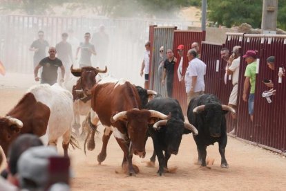Tradicional encierro urbano en Serrada