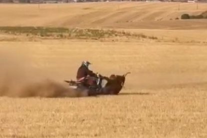 Atropello mortal a una vaquilla en Bolaños de Campos