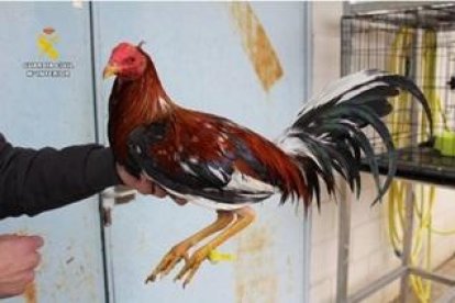 Uno de los gallos incautados tras el incendio en una casa okupada de la calle Estrella