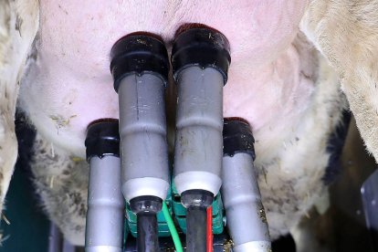 Ordeñadora automática en pleno funcionamiento en una granja de Castilla y León