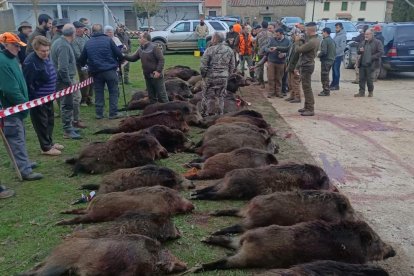 Resultado de una batida al jabalí en Zamora