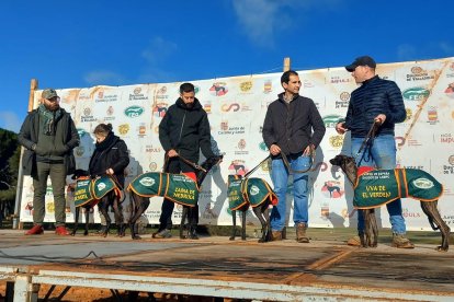Las cuatro galgas semifinalistas nacionales en Nava del Rey