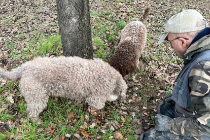 Cosecha de trufa negra ecológica de un vivero provincial de Castilla y León.