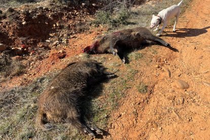 Doblete de jabalís abatidos el pasado sábado en Benavente, Zamora.