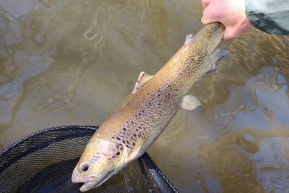 Una buena trucha común capturada en el río Cega segoviano.