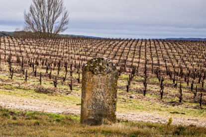 La superficie asegurada de uva de vino hasta el momento en Castilla y León es de más de 34.300 hectáreas.