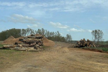 Árboles talados en el canal de Castilla.