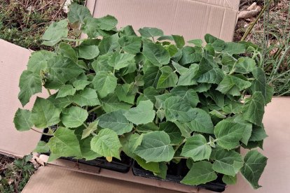 Plantación del proyecto piloto de paulownia en Galicia que luego se extenderá a Soria