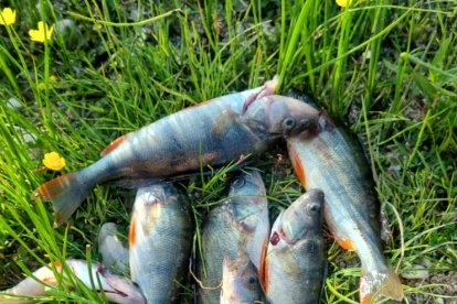 Diferentes imágenes de percas capturadas este fin de semana con pesca eléctrica.