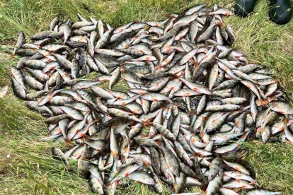 Pescadores con las percas sacadas del río Arlanzón.