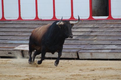 'Campanito', Toro de la Vega 2026