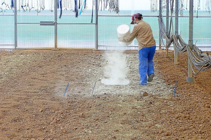 Una mujer aplicando azufre en el invernadero de Autillo de Campos, donde se experimentó con el cereal.-ITAGRA.CT