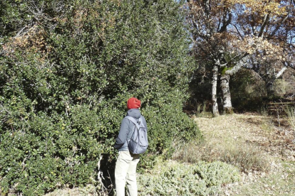 Arriba, un caminante observa de cerca las bayas del acebo. A la derecha, detalle de los frutos rojos de este árbol, cuyas hojas se mantienen verdes y brillantes durante todo el año.-T.S.T.