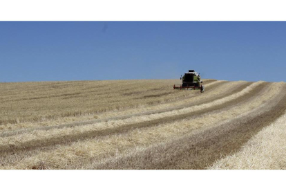 Un trabajador cosechando cereal en la campaña de este año en la provincia de Valladolid.-M.C.