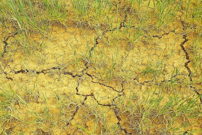 Efectos de la sequía en el campo regional durante esta campaña.-ASAJA
