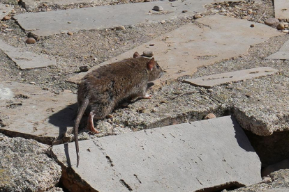 Plaga de ratas en el Esgueva. J.M. LOSTAU