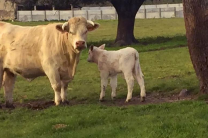 Una de las vacas monitorizadas en la granja de Boadilla (La Fuente de San Esteban) pocos días después de parir.-E. M.