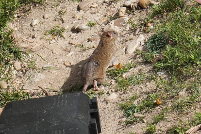 Plaga de ratas en el Esgueva. J.M. LOSTAU
