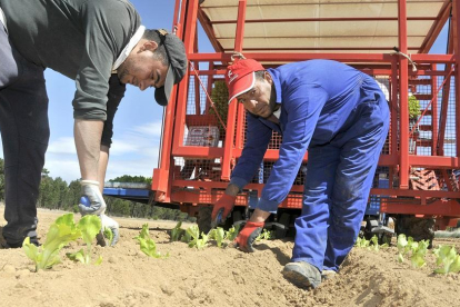 Trabajadores de Agroherni plantando cultivos de verano en Riotuerto en la finca de Enrique Jiménez.-VALENTÍN GUISANDE