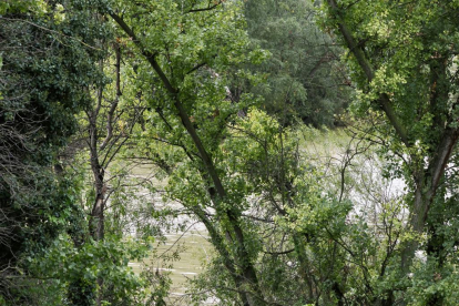 Zona del Camino del Cabildo, junto al río Pisuerga, donde la Policía Nacional ha encontrado  en el río al anciano desaparecido desde el jueves. -PHOTOGENIC