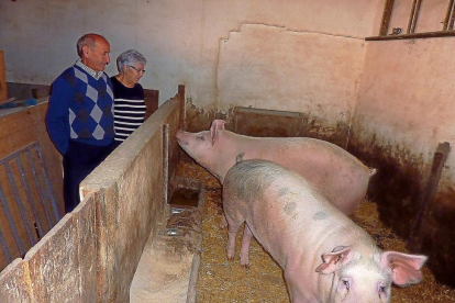Victoriano Inaraja y Rosario Soba observan a los dos cerdos que han criado en casa desde marzo.-LAURA G. ESTRADA