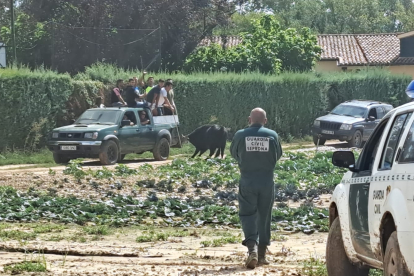 Agentes del Seprona ayudan en el operativo para recoger a los toros escapados del matadero.- E.M.