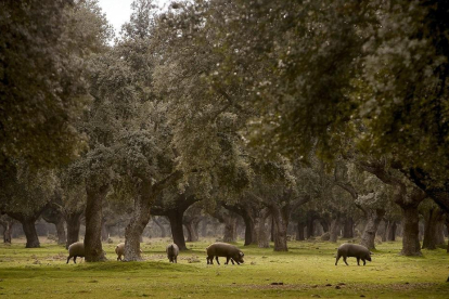 Cerdos ibéricos pastando, entre encinas, por la dehesa salmantina.-REPORTAJE GRÁFICO: ENRIQUE CARRASCAL E IRNASA-CSIC